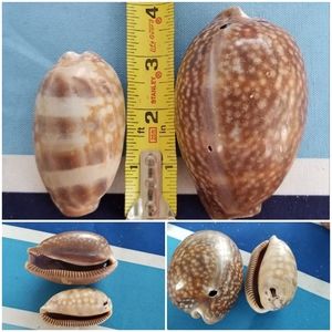 Natural Cowrie Shells